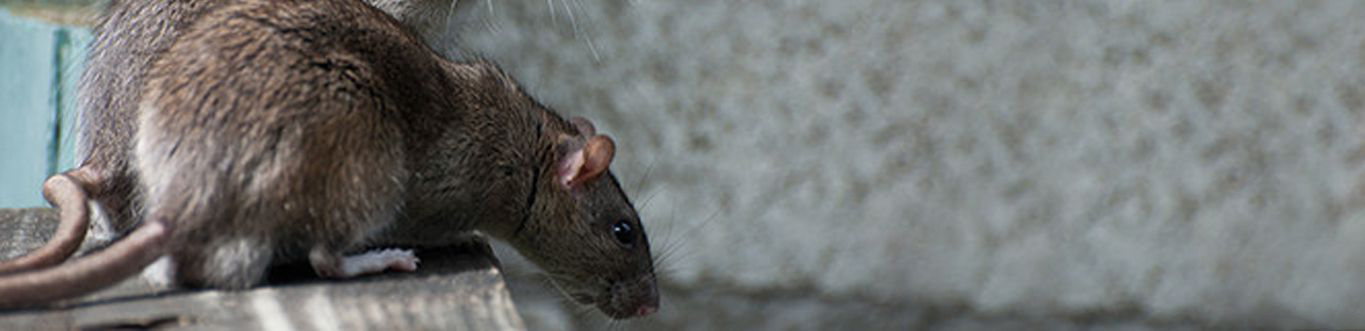 Rat & Mouse Control